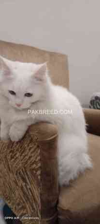 persian-triple-coated-male-cat-big-3