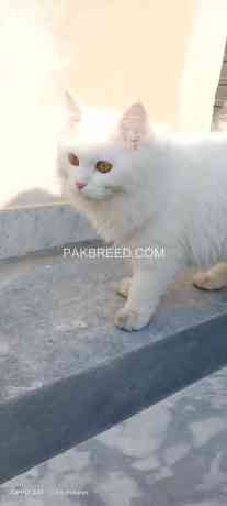 persian-triple-coated-male-cat-big-0