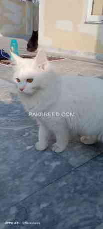 persian-triple-coated-male-cat-big-4