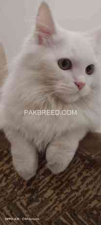 persian-triple-coated-male-cat-big-2