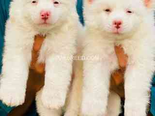 russian-puppies-dog-white-puppies-pink-nose-russian-dog