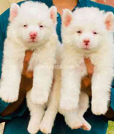 russian-puppies-dog-white-puppies-pink-nose-russian-dog-big-1