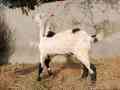 2-bakry-for-sale-qurbani-2k25-small-2