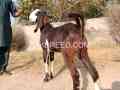 2-bakry-for-sale-qurbani-2k25-small-3