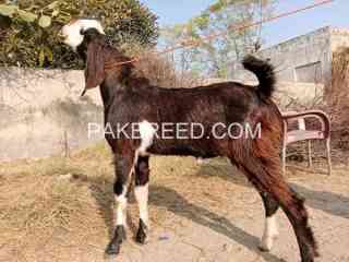 2-bakry-for-sale-qurbani-2k25