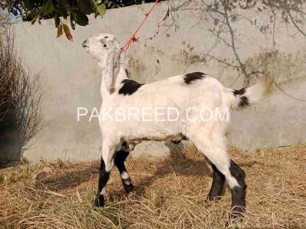 2-bakry-for-sale-qurbani-2k25-big-2