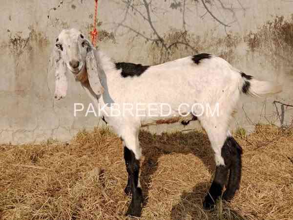 2-bakry-for-sale-qurbani-2k25-big-1