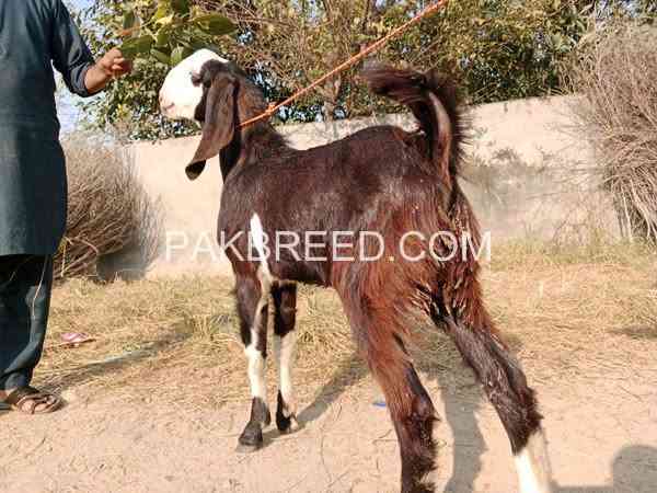 2-bakry-for-sale-qurbani-2k25-big-3