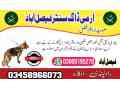 army-dog-center-faisalabad-03009195279-khoji-dogs-in-faisalabad-small-0