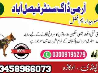 army-dog-center-faisalabad-03009195279-khoji-dogs-in-faisalabad