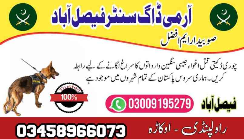 army-dog-center-faisalabad-03009195279-khoji-dogs-in-faisalabad-big-0