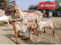 top-quality-qurbani-janwor-for-sale-small-0