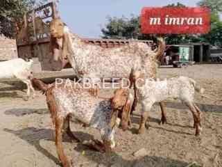 top-quality-qurbani-janwor-for-sale