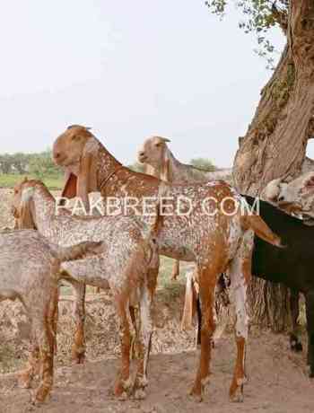 top-quality-qurbani-janwor-for-sale-big-2