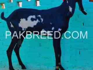 suprime-quality-amber-sari-bakri-for-sale-in-multan