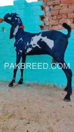 suprime-quality-amber-sari-bakri-for-sale-in-multan-big-1