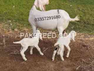 goat-with-kids-for-sale-in-rajanpuranim