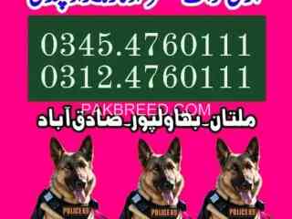 army-dog-center-faisalabad-03454760111