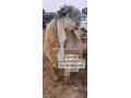 long-ears-and-d-shape-face-sheep-for-sale-in-shahpur-saddar-small-0