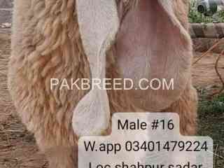 long-ears-and-d-shape-face-sheep-for-sale-in-shahpur-saddar