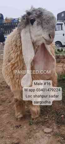 long-ears-and-d-shape-face-sheep-for-sale-in-shahpur-saddar-big-0