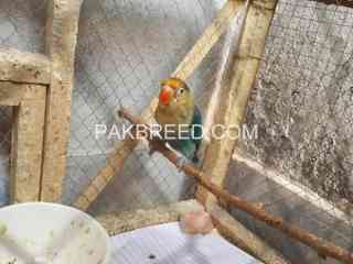 parrot-fisher