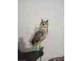 eagle-owl-small-1