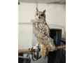 eagle-owl-small-0