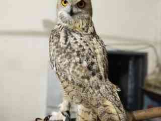 eagle-owl