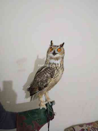 eagle-owl-big-1