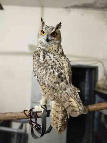 eagle-owl-big-0