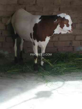 barbari-nasal-bakra-available-big-3