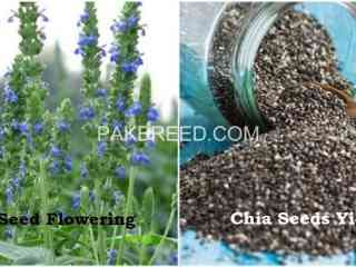 chia-cultivation-seeds