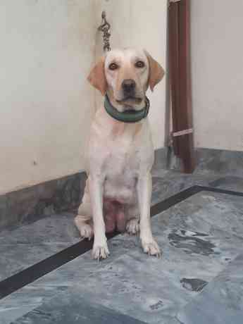 female-labrador-big-2