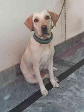 female-labrador-big-1