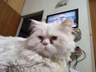 punch-face-persian-cat