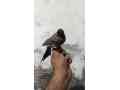 bulbul-sparrow-small-1