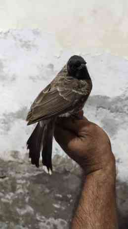 bulbul-sparrow-big-0