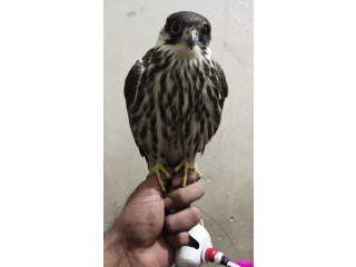Kastrl falcon hobby falcon