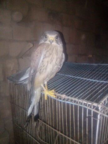 kastrl-falcon-hobby-falcon-big-2