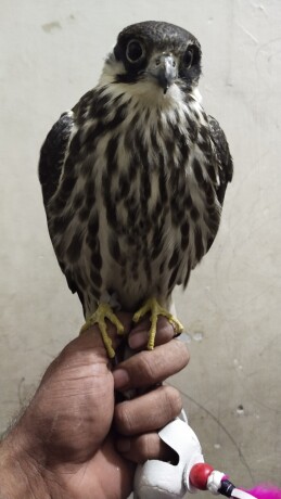 kastrl-falcon-hobby-falcon-big-0