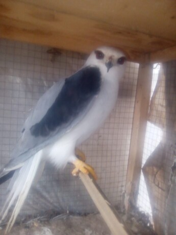 kastrl-falcon-hobby-falcon-big-1