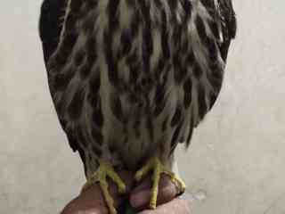 kastrl-falcon-hobby-falcon