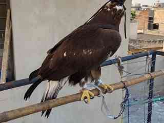 golden-eagle-for-sale