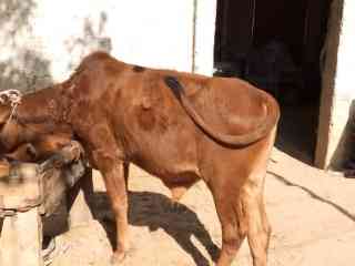 cows-for-sale-jori-achi-breed-me-hn