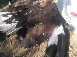 golden-eagle-for-sell