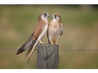 Kastrl falcon male and female
