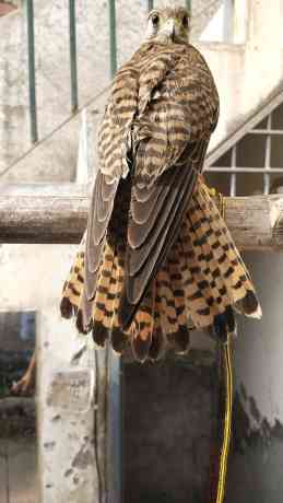 kastrl-falcon-male-and-female-big-2