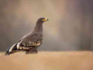 steppe-eagle