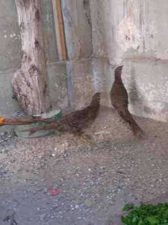 red-golden-pheasant-big-1